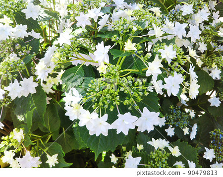 Gaku Hydrangea ① 90479813