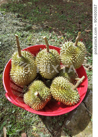 Close up of durians Close up of durians 90480087