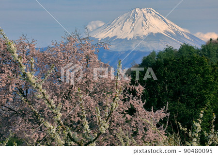 Tsukuyama, Minami-Alps City, Yamanashi Prefecture, Sakura, plum blossoms and snow-capped Mt. Fuji from the vicinity of Reien Puji Temple in the sky 90480095
