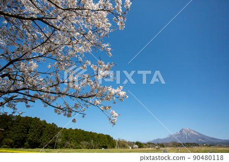 Sakura and Oyama spreading in front of Shoji Ueda Museum of Art 90480118