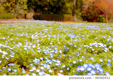 Flower field of Monephila Flower field of Monephila 90480452