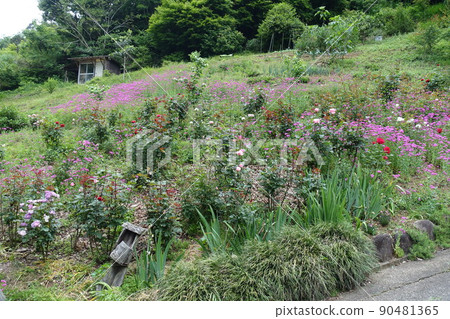 Flower field in a mountain village with roses Flower field in a mountain village with roses 90481365