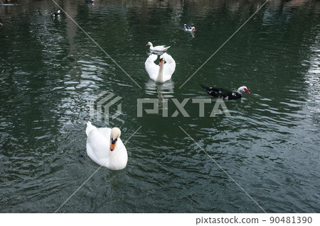White swans and ducks in lake at Upper park of Vorontsov Palace. Alupka. Crimea 90481390