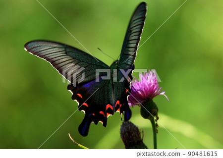 Callus Swallowtail Callus Swallowtail 90481615