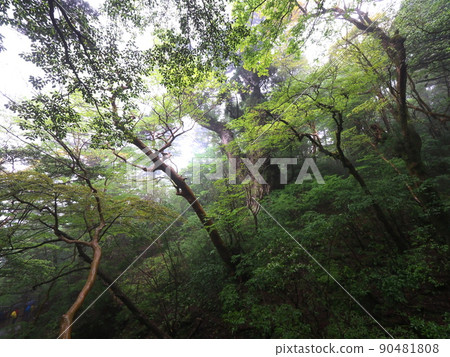 Jomon cedar "Japanese style image" seen in the distance (Yakushima) 90481808