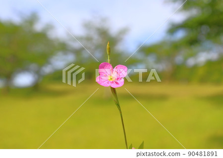 月見草粉紅色的花朵 月見草粉紅色的花朵 90481891