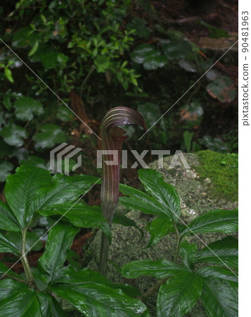 Mamushigusa "Japanese style image" that grows on Yakushima (Yakushima) Mamushigusa "Japanese style image" that grows on Yakushima (Yakushima) 90481963