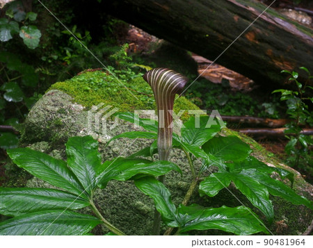 Scenery with Arisaema serrata "Japanese style image" (Yakushima) Scenery with Arisaema serrata "Japanese style image" (Yakushima) 90481964