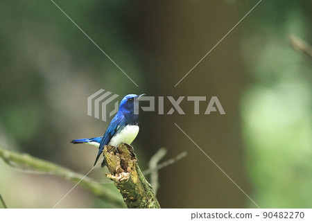 藍鳥“Ooruri”的雄性 90482270