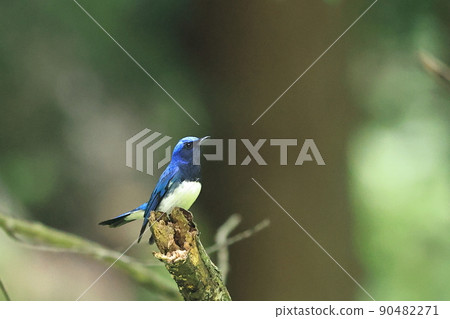 藍鳥“Ooruri”的雄性 90482271