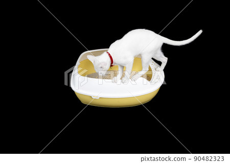 Thai white cat and a litter box on black background. Thai white cat and a litter box on black background. 90482323