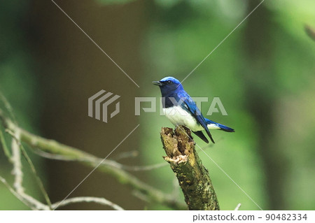 Male of the blue bird "Ooruri" Male of the blue bird "Ooruri" 90482334