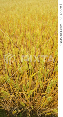 麥田金夏 麥田金夏 90482861