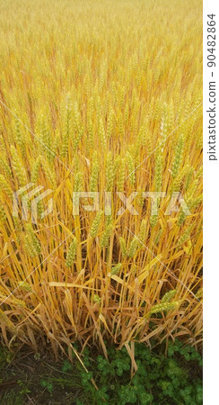 Wheat field golden summer Wheat field golden summer 90482864