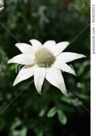法蘭絨花 法蘭絨花 90483053