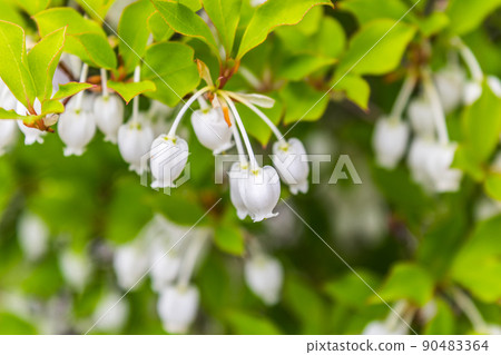 Cute flower of Enkianthus perulatus Cute flower of Enkianthus perulatus 90483364