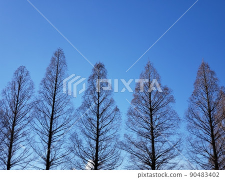 樹木和天空 樹木和天空 90483402