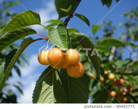 櫻桃櫻桃月山錦 櫻桃櫻桃月山錦 90483773