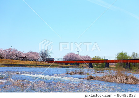 一排盛開的櫻花樹,清澈的融水,花長井線 一排盛開的櫻花樹,清澈的融水,花長井線 90483858