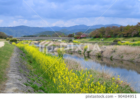 Scenery of Kamo River and Kitayama in Kyoto City during the rapeseed season Scenery of Kamo River and Kitayama in Kyoto City during the rapeseed season 90484951