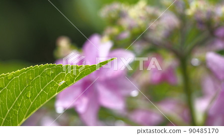 Hydrangea dance party Hydrangea dance party 90485170