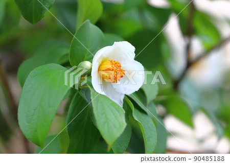 Pretty summer camellia (Japanese stewartia) flower Pretty summer camellia (Japanese stewartia) flower 90485188