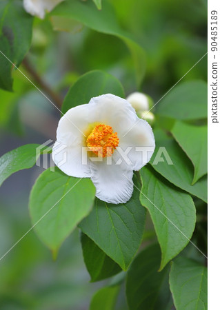 Pretty summer camellia (Japanese stewartia) flower 90485189