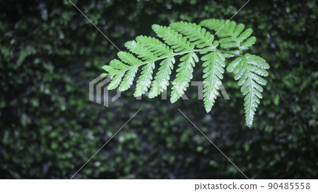 小雜草 小雜草 90485558
