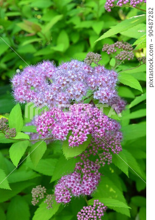 Spirea (Shimono) 粉紅色 Spirea (Shimono) 粉紅色 90487282