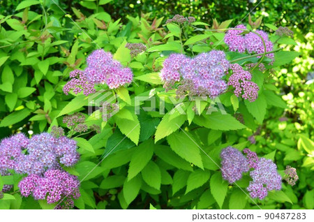 Spirea (Shimono) Pink Spirea (Shimono) Pink 90487283