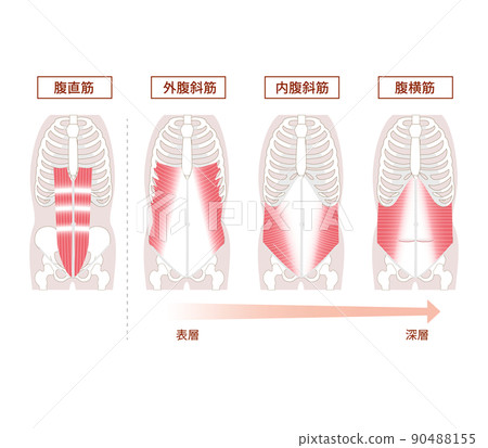 Anatomical illustration set of abdominal muscles 90488155