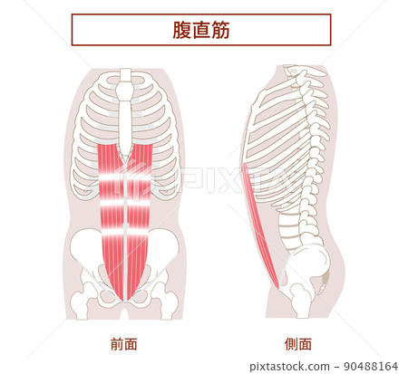 腹直肌肌肉群圖解說明側面和前視圖 90488164