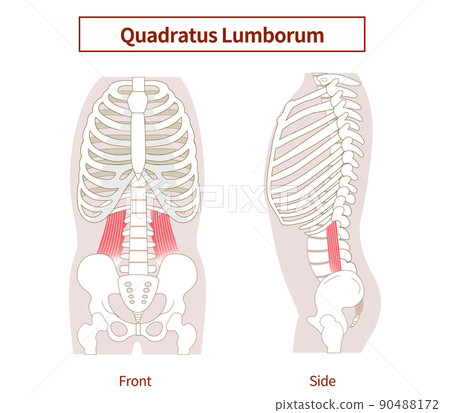 Illustrated illustration of the quadratus lumborum sideways and front view Illustrated illustration of the quadratus lumborum sideways and front view 90488172