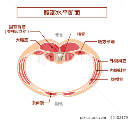 Illustration of abdominal cross-sectional view: Overlapping positional relationship of abdominal muscles Illustration of abdominal cross-sectional view: Overlapping positional relationship of abdominal muscles 90488179