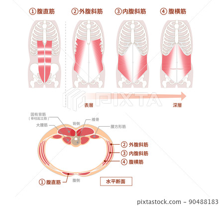 與腹部肌肉的位置結構重疊的圖解 正面和橫截面圖 90488183