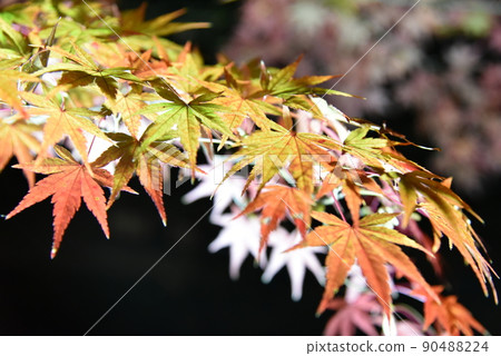 Autumn leaves lighted up 90488224