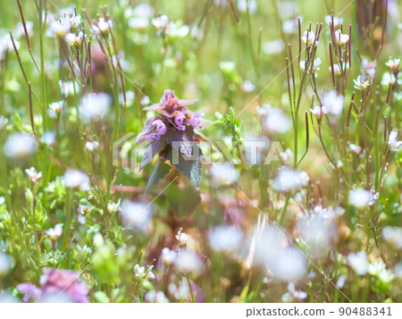 Red deadnettle and Cardamine flexuosa Red deadnettle and Cardamine flexuosa 90488341