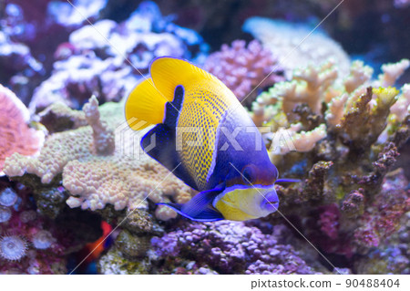 Colorful tropical fish in the aquarium Colorful tropical fish in the aquarium 90488404
