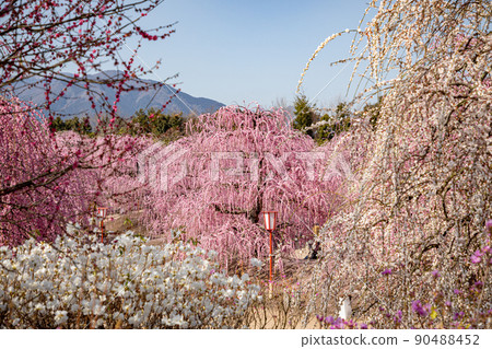鈴鹿森林庭園垂枝梅盛開 鈴鹿森林庭園垂枝梅盛開 90488452