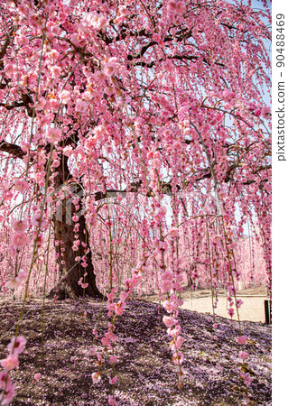 Suzuka Forest Garden Weeping plums in full bloom 90488469