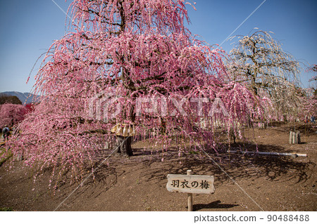鈴鹿森林庭園垂枝梅盛開 90488488
