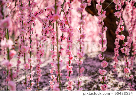 鈴鹿森林庭園垂枝梅盛開 鈴鹿森林庭園垂枝梅盛開 90488554