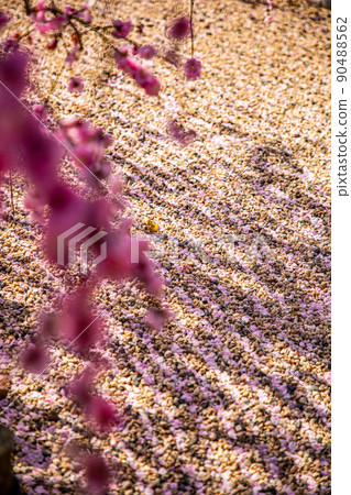 Suzuka Forest Garden Weeping plums in full bloom Suzuka Forest Garden Weeping plums in full bloom 90488562