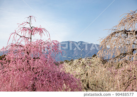 Suzuka Forest Garden Weeping plums in full bloom Suzuka Forest Garden Weeping plums in full bloom 90488577