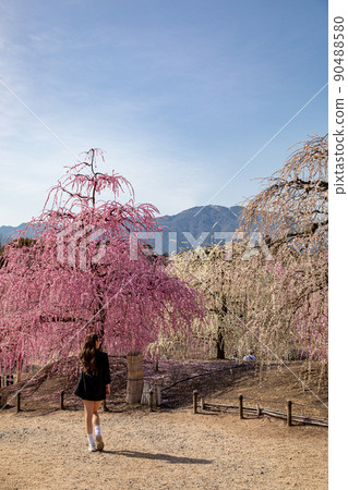 Suzuka Forest Garden Weeping plums in full bloom Suzuka Forest Garden Weeping plums in full bloom 90488580