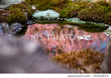 Suzuka Forest Garden Weeping plums in full bloom 90488634