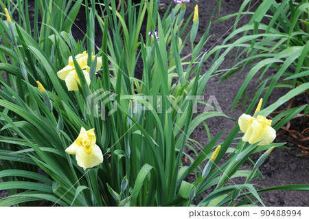 Fukuyama Heikedani Hanashobuen 90488994