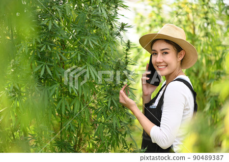 Young asian farmer standing by hemp or cannabis field and checking cannabis plants in the fields before harvesting 90489387