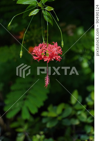 Fuurinbussouge 90490124