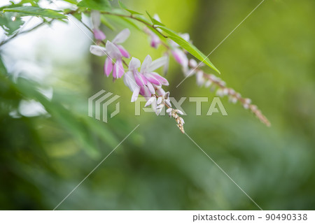 Garden wisteria 90490338
